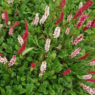 Persicaria rouge - Persicaire - Renouée à épis - Leaderplant