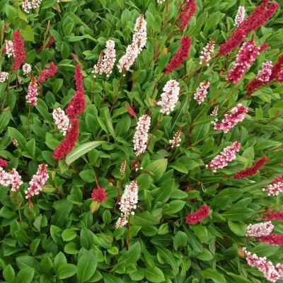 Persicaria rouge - Persicaire - Renouée à épis - Vente en ligne de plants  de Persicaria rouge - Persicaire - Renouée à épis pas cher | Leaderplant