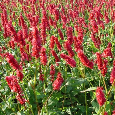 Persicaria rouge - Persicaire - Renouée à épis - Leaderplant