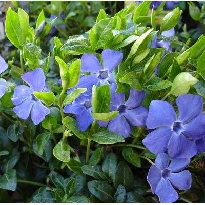 Pervenche à petites feuilles - Leaderplant