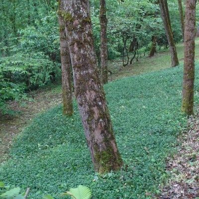 Pervenche à petites feuilles - Leaderplant