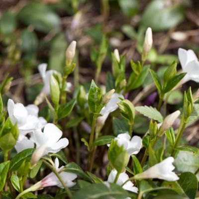 Pervenche à petites feuilles et fleurs Blanches - Leaderplant