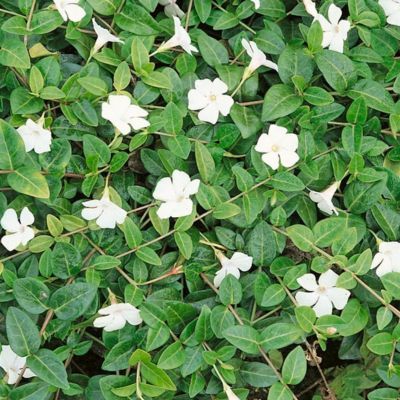 Pervenche à petites feuilles et fleurs Blanches - Leaderplant