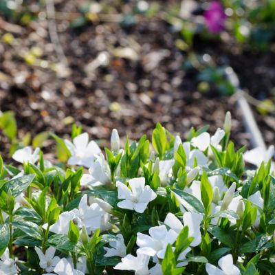 Pervenche à petites feuilles et fleurs Blanches - Leaderplant
