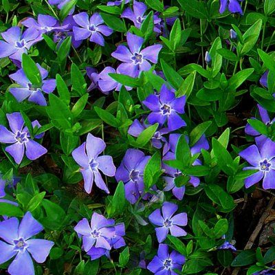 Pervenche à petites feuilles - Leaderplant