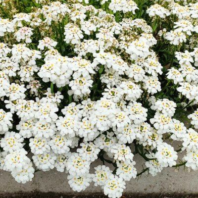 Corbeille d'argent Snowflake - Leaderplant