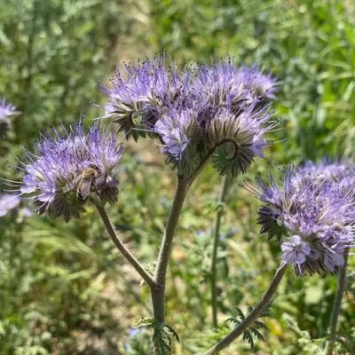 Graine de Phacélie (Ferme de Sainte Marthe) - Leaderplant