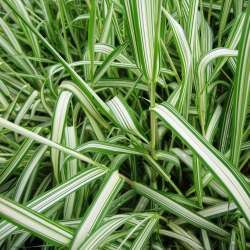 Graminée Phalaris Feesey - Ruban de la Vierge Feesey - Leaderplant