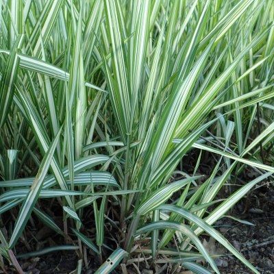 Graminée Phalaris Feesey - Ruban de la Vierge Feesey - Leaderplant