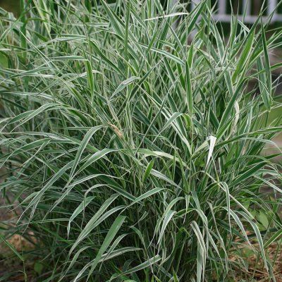 Phalaris arundinacea feesey Reed alpiste jeune plante 9 cm pot