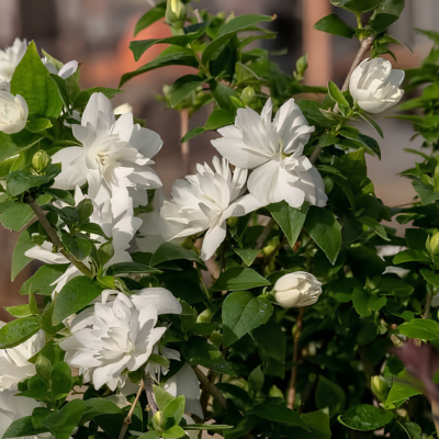 Seringat Pearl Perfume ®  - Leaderplant