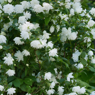 Seringat Pearl Perfume ®  - Leaderplant