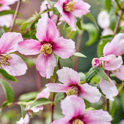 Seringat Petite Perfume Pink ®  - Leaderplant