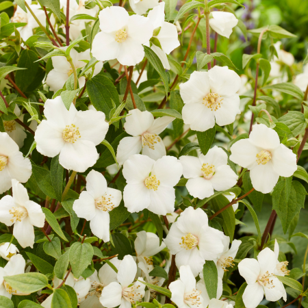 Seringat Petite Perfume White ®  - Leaderplant