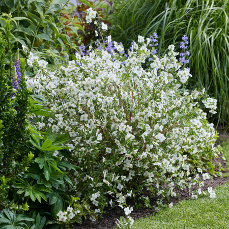 Seringat Petite Perfume White ®  - Leaderplant