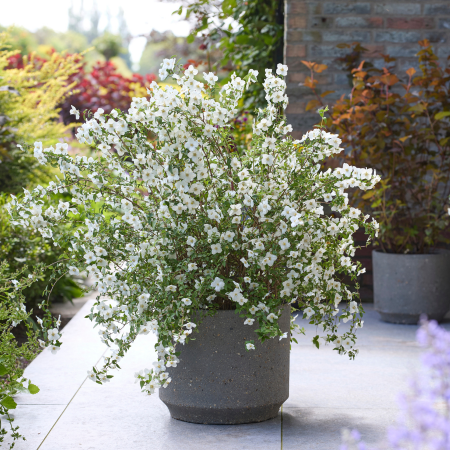Seringat Petite Perfume White ®  - Leaderplant