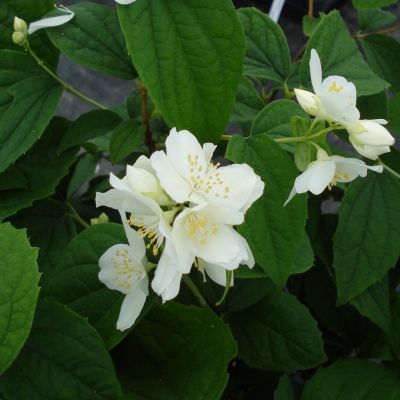 Seringat coronarius - Leaderplant