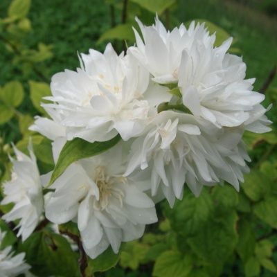 Seringat Virginal - Leaderplant