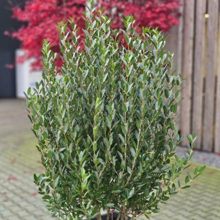 Phillyrea à feuilles étroites Grand Prix ® - Leaderplant