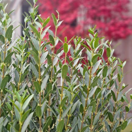 Phillyrea à feuilles étroites Grand Prix ® - Leaderplant