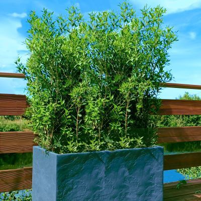 Kit Brise-vue Balcon Phillyrea - Bac Rectangle - Leaderplant