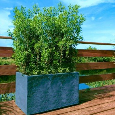Kit Brise-vue Balcon Phillyrea - Bac Rectangle - Leaderplant