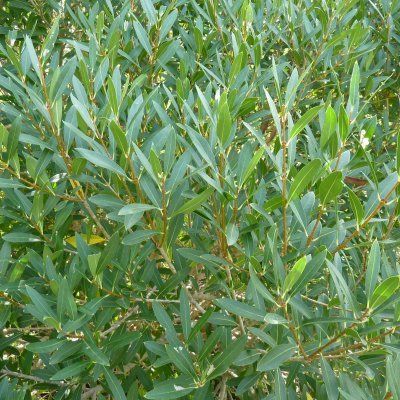 Phillyrea Green Up - Leaderplant