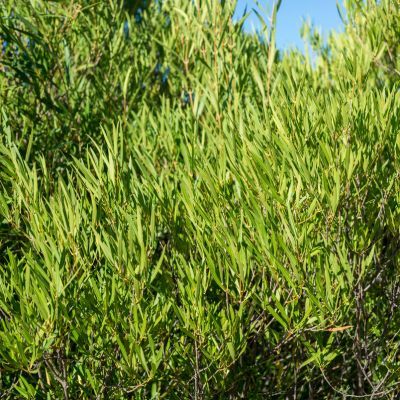 Phillyrea à feuilles étroites - Leaderplant