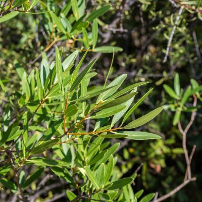 Phillyrea à feuilles étroites - Leaderplant