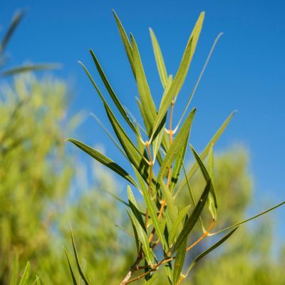 Phillyrea à feuilles étroites - Leaderplant
