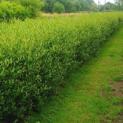 Phillyrea Green Up - Leaderplant