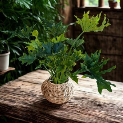 Philodendron à feuilles découpées  - Leaderplant