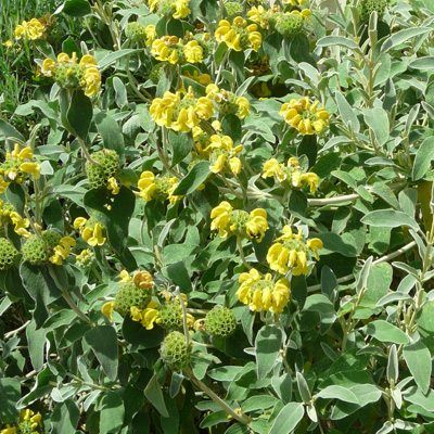 Phlomis jaune arbustif de Bourgaei - Leaderplant