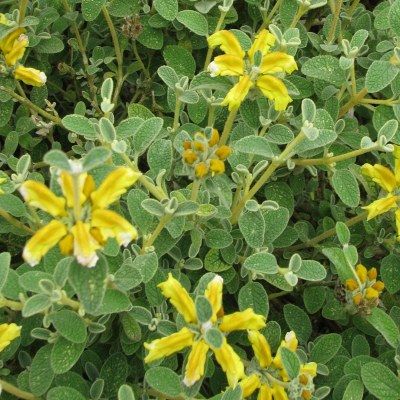 Phlomis jaune - Leaderplant