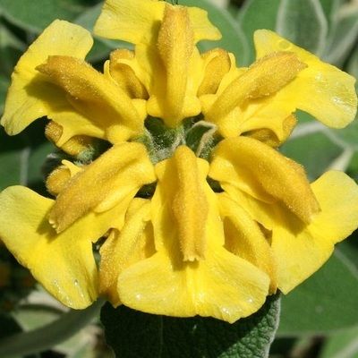 Phlomis jaune - Leaderplant