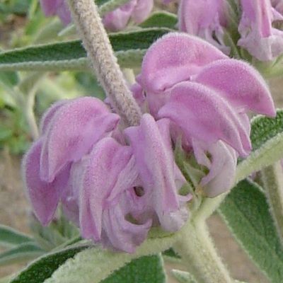 Phlomis pourpre - Leaderplant