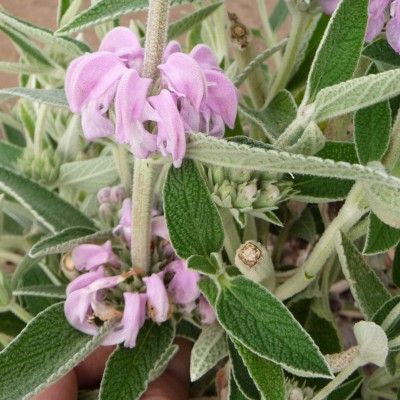 Phlomis pourpre - Leaderplant