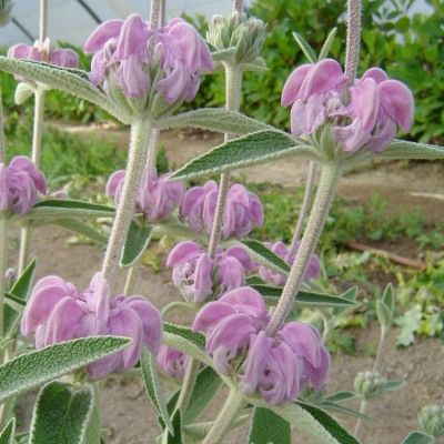 Phlomis pourpre - Leaderplant