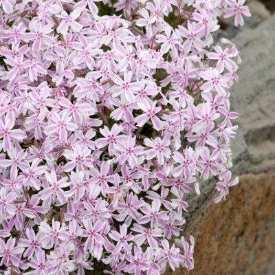 Phlox  Candy Stripes - Leaderplant