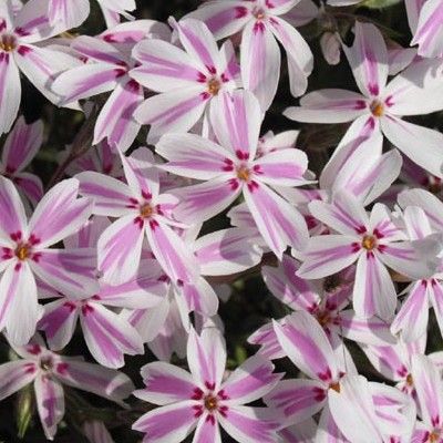 Phlox  Candy Stripes - Leaderplant