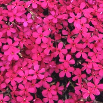 Phlox CrackerJack - Leaderplant