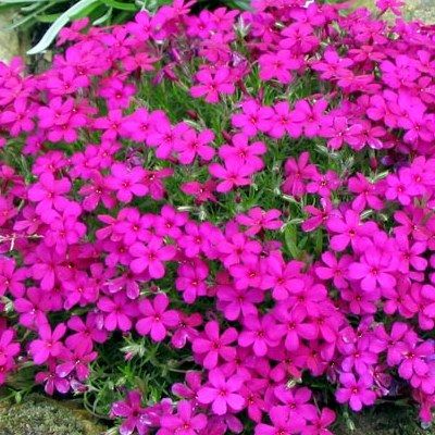 Phlox CrackerJack - Leaderplant