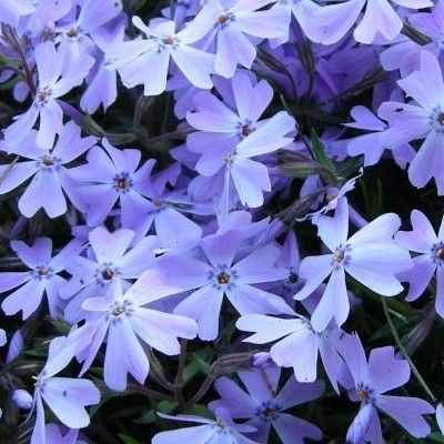 Phlox bleu Emerald Cushion Blue - Leaderplant