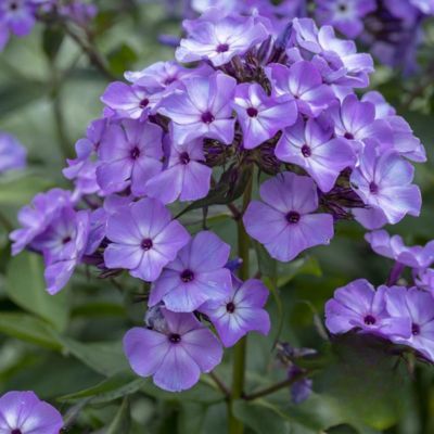 Phlox Bleu Boy - Leaderplant