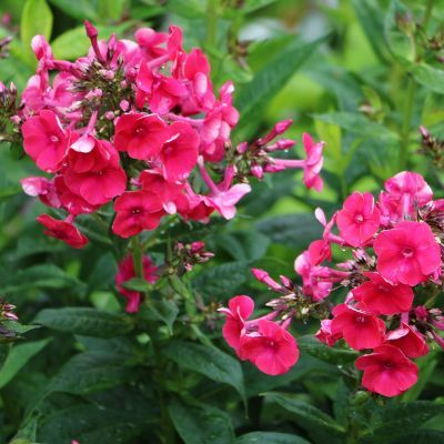 Phlox Starfire - Leaderplant