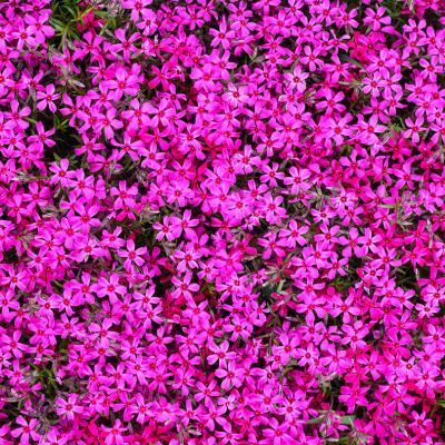 Phlox Emerald Pink - Leaderplant