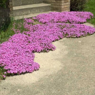 Phlox Emerald Pink - Leaderplant