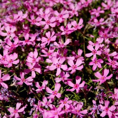 Phlox mousse Moerheimii  - Leaderplant