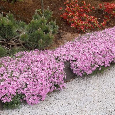 Phlox mousse Moerheimii  - Leaderplant