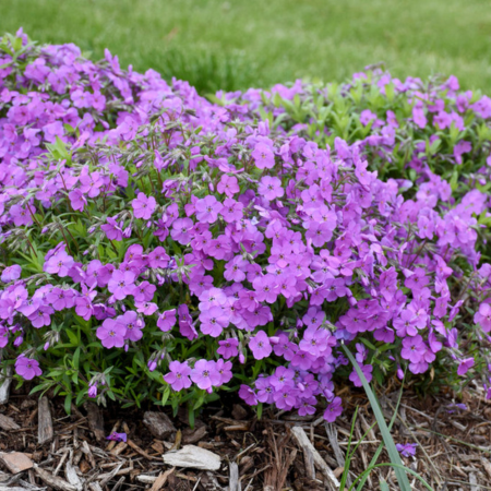 Phlox mousse Purple Sprite ®  - Leaderplant